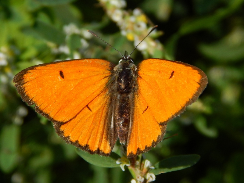 Lycaena dispar